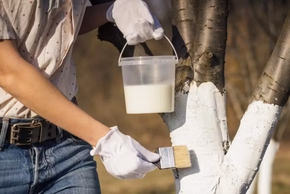 De ce trebuie să văruiești primăvara pomii? Ce se întâmplă dacă folosești vopsea lavabilă în loc de var 