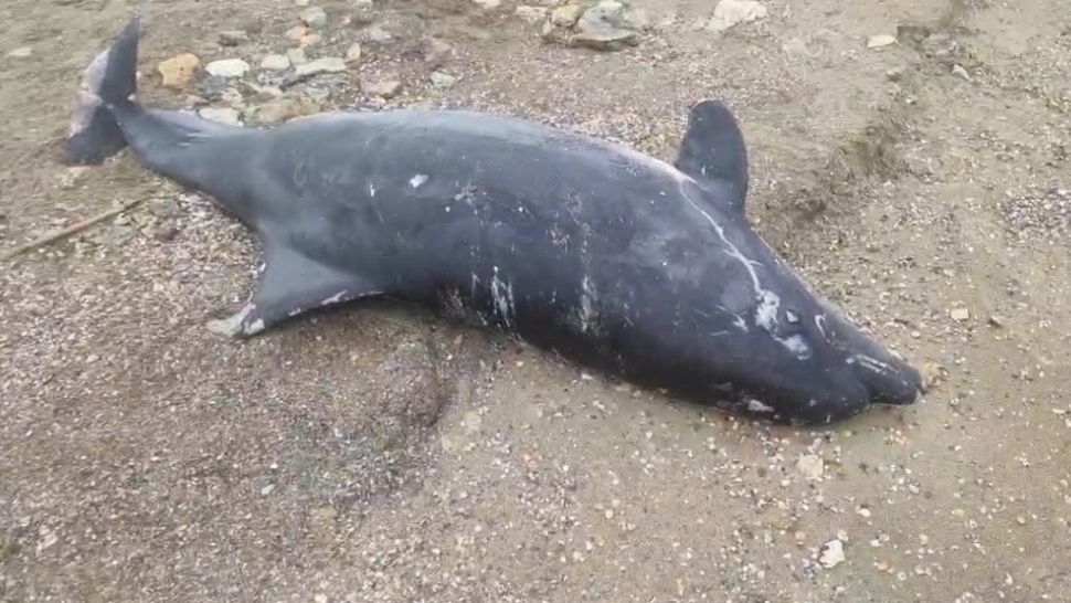  Trei delfini au fost găsiți morți pe plaja de la Eforie, în decurs de numai 24 de ore.  Specialiștii sunt bulversați