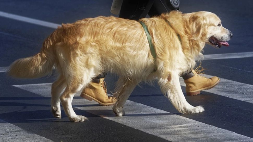 Țara în care animalele de companie vor veni cu avocatul personal la tribunal