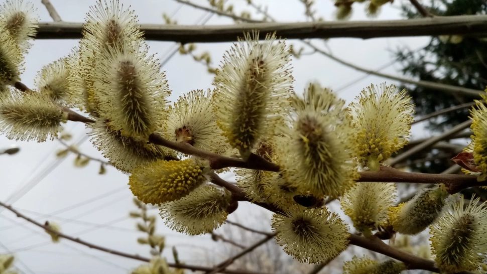  Progonoza pe 4 săptămâni. ANM anunță temperaturi peste cele normale până la Paște.