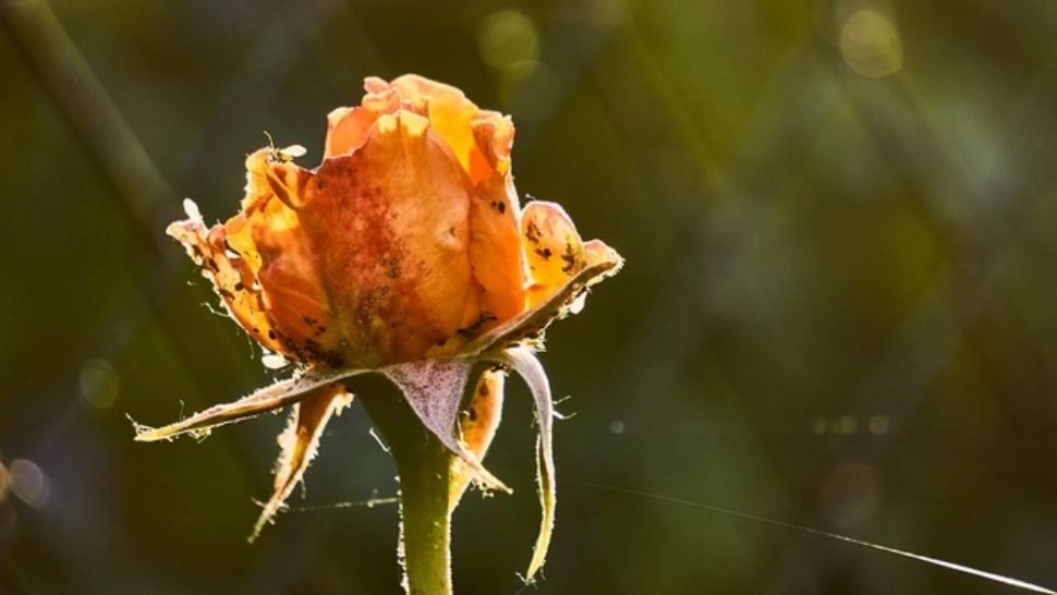 Păduchi de trandafiri - soluția care curăță plantele și le face să înflorească din nou