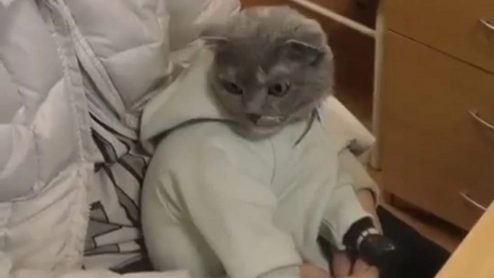 Și-a deghizat pisica în bebeluș și a folosit-o pe post de cărăuș de droguri! Detaliul care a dat-o de gol în fața polițiștilor