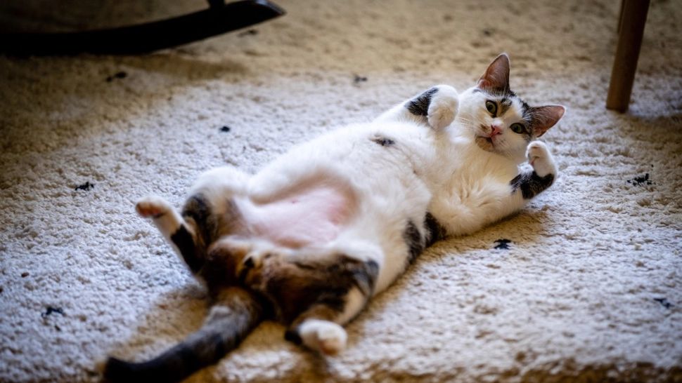 De ce este BINE să dormi cu pisica în pat. Beneficiile neștiute ale acestui obicei