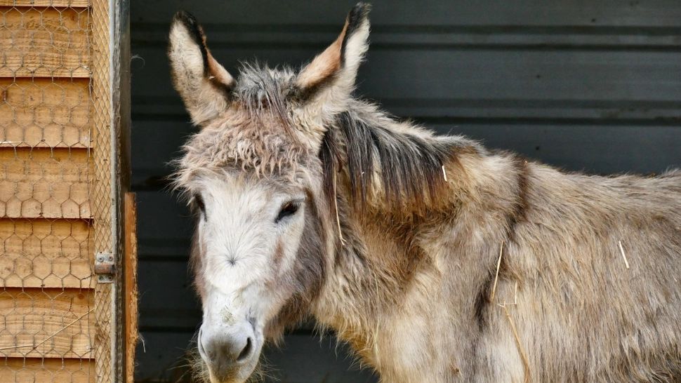 Bărbat reținut după acte de ZOOFILIE cu o măgăriță. A fost surprins în flagrant, pe un câmp din Brașov