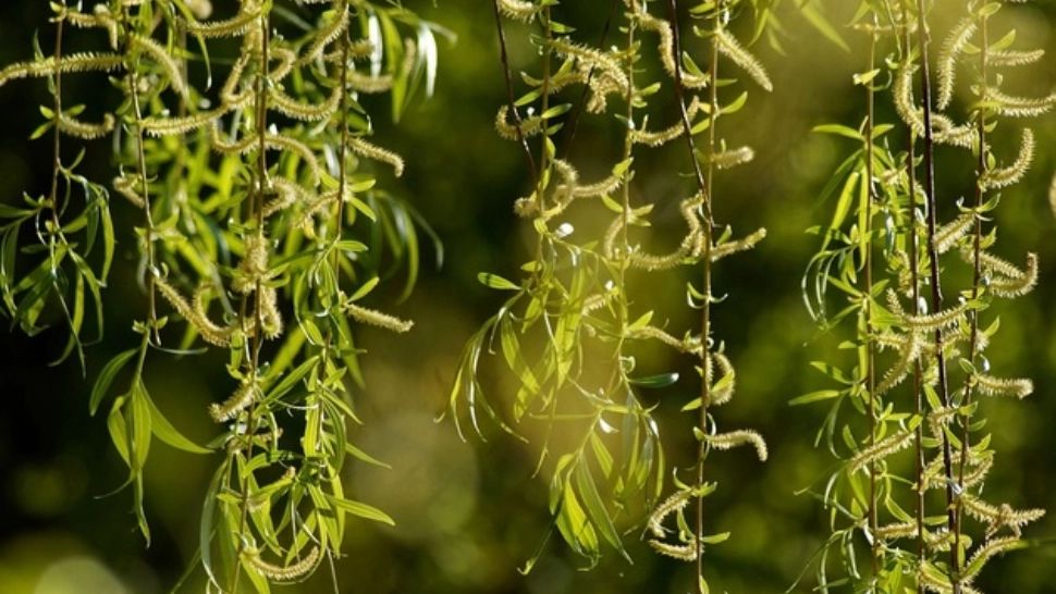 Florii 2023. Tradiții și obiceiuri de Florii. La ce se folosesc, de fapt, ramurile de salcie