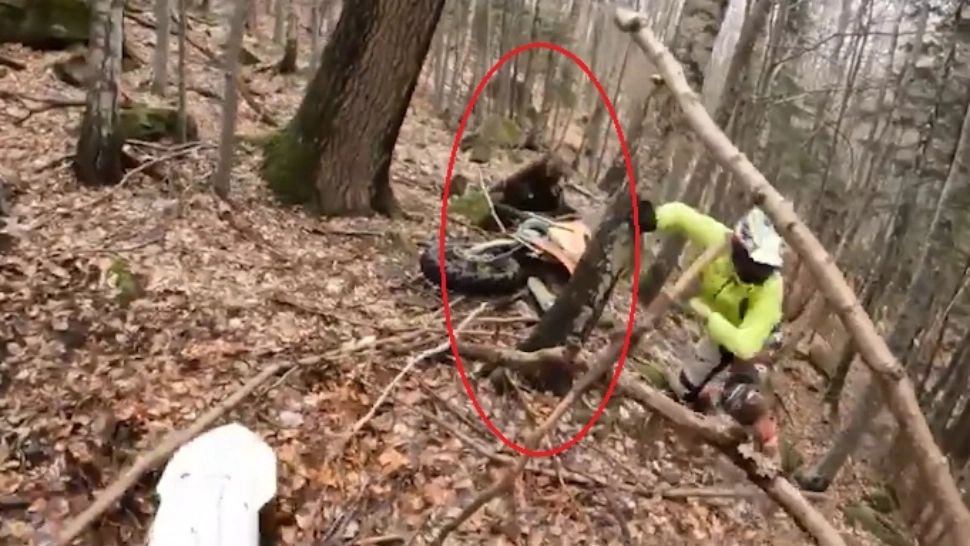 Atacuri devastatoare ale urșilor: zeci de oi au fost omorâte. Un motociclist a scăpat în ultima clipă de furia animalului - VIDEO