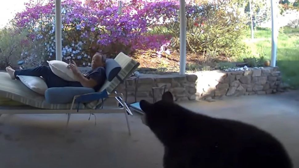 Bărbat „vizitat” de un urs pe terasa casei. Reacția surprinzătoare a anumalului (VIDEO)
