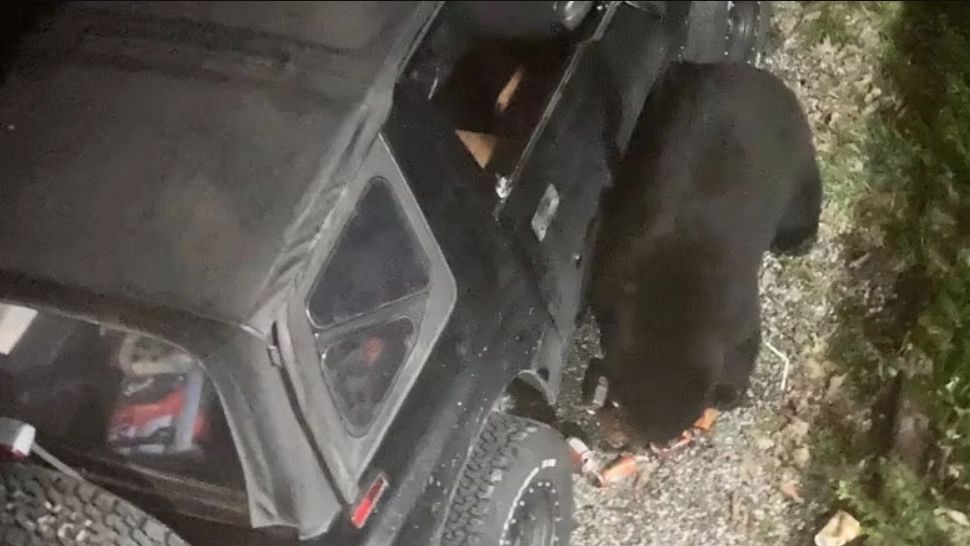 Un urs pofticios a consumat 70 de doze de suc! Momentul în care dă iama la băuturi, surprins pe camere