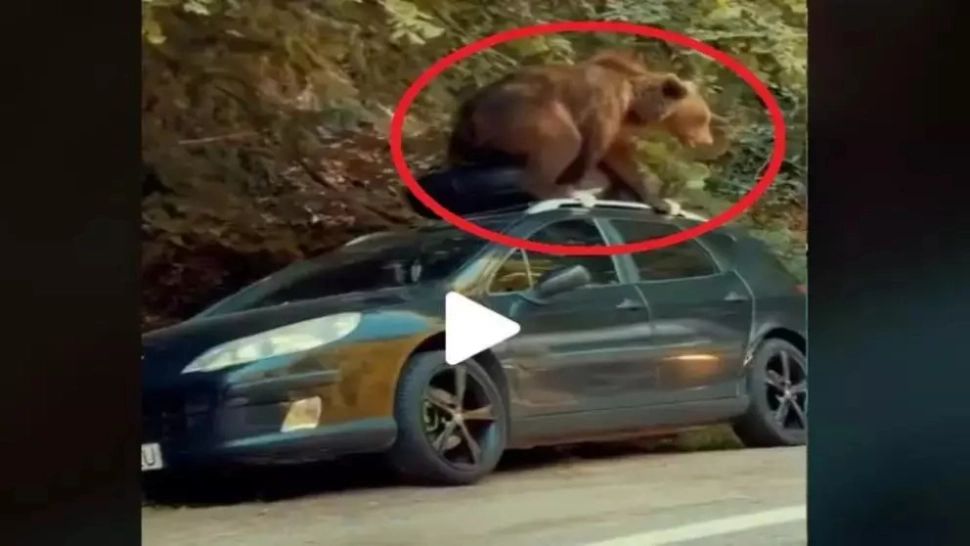 VIDEO – Se întâmplă chiar în România – Un urs devastează o mașină aflată la marginea pădurii