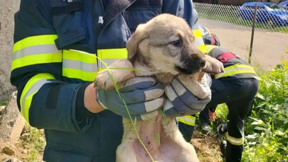 Operațiune de salvare emoționantă: 4 cățeluși, scoși dintr-un canal adânc de pompierii din Hunedoara - FOTO