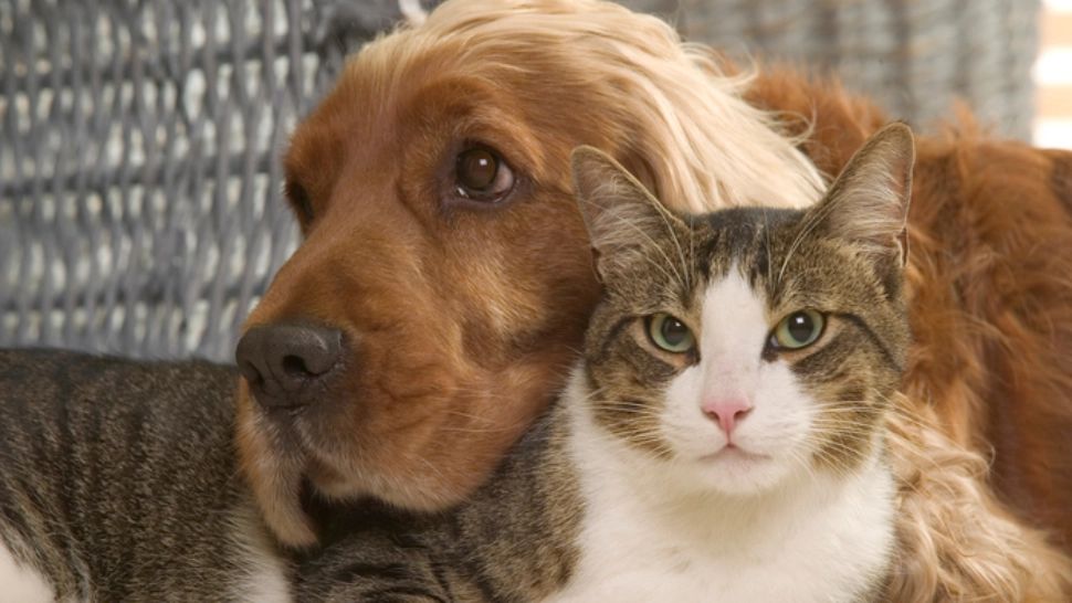 Premieră juridică în România și Europa: Un animal de companie e ființă vie, nu bun mobil - Un câine, încredințat soției într-un partaj, similar copiilor