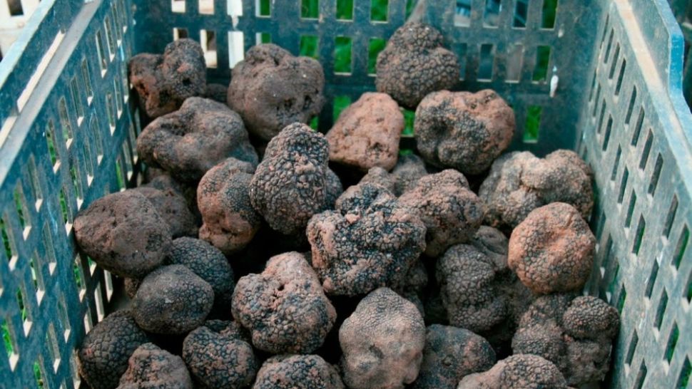 Peste două kilograme de trufe recoltate fără a deține autorizație din fondul forestier, în zona Buzăului. 3 persoane, amendate