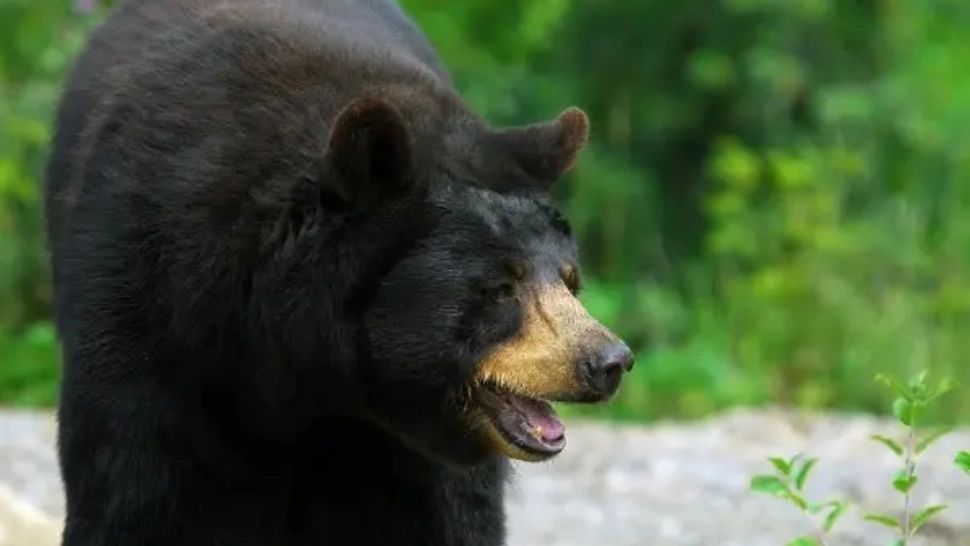 Operațiune inedită de salvare a unui urs care a rămas blocat într-o mașină, pe bancheta din spate - Imagini spectaculoase