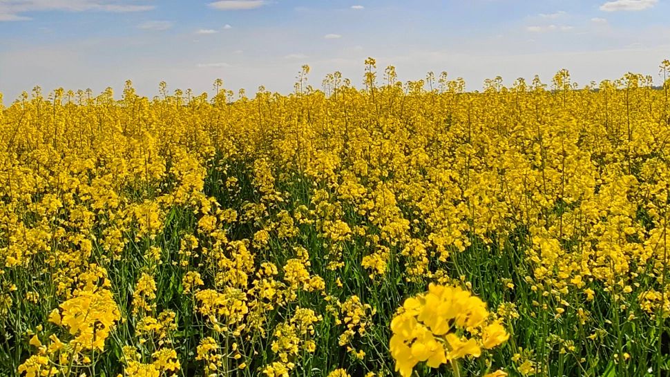 Cât de sănătoasă este, de fapt, rapița - toată lumea este atrasă de câmpurile înflorite, dar nimeni nu știe ASTA