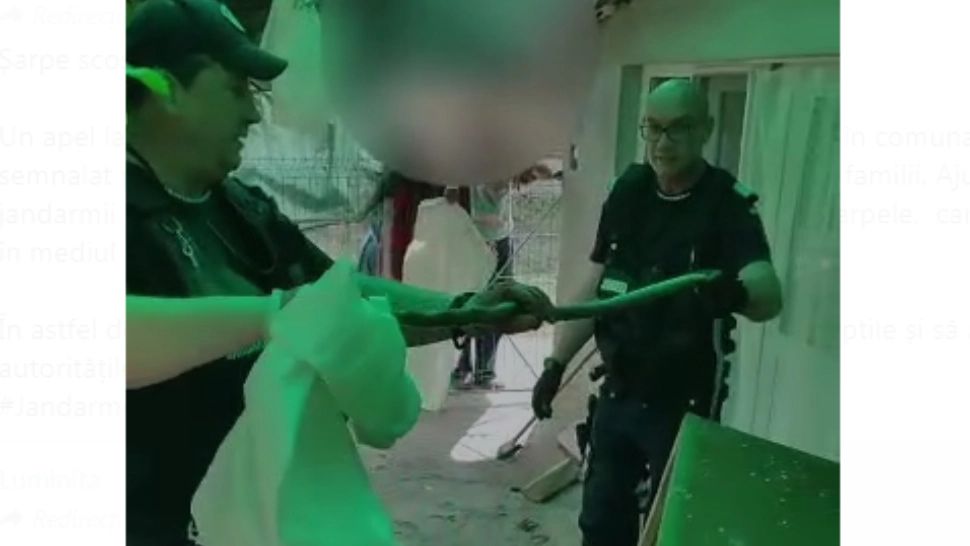 Șarpe scos de jandarmi din canapeaua unei familii! VIDEO cu reptila periculoasă, extrasă din mobilier