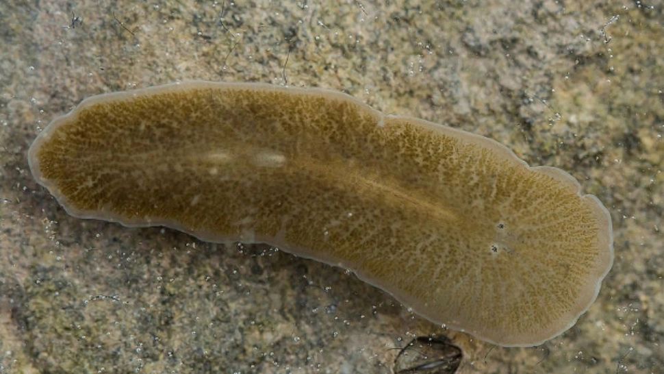 Singurul animal din lume căruia îi crește capul la loc, dacă îl pierde. E cel mai ciudat de pe pământ