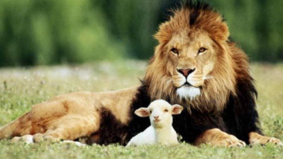 Vor să pară lei, dar sunt simplii mielușei. Zodiile bărbaților cu cel mai slab caracter