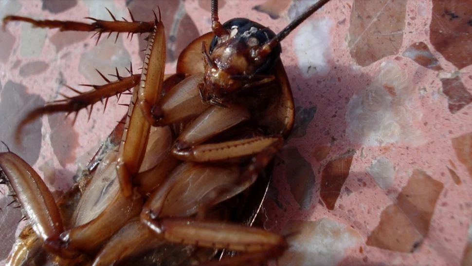 Plantele uimitoare care te scapă de gândacii de bucătărie. Numai așa îi vei ține departe de locuința ta