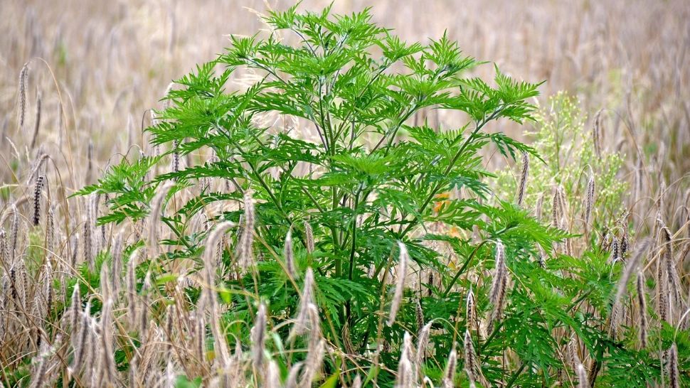 Proiectul care obligă proprietarii de terenuri să îndepărteze ambrozia pe tot parcursul anului, adoptat de Senat   