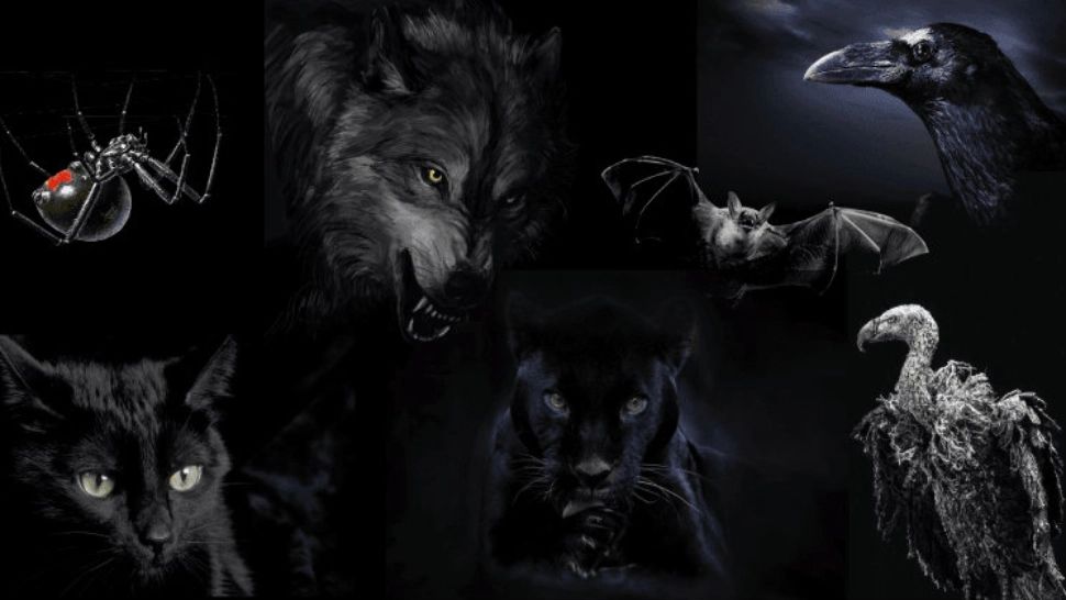 Alege un animal și vei descoperi latura întunecată a personalității tale  