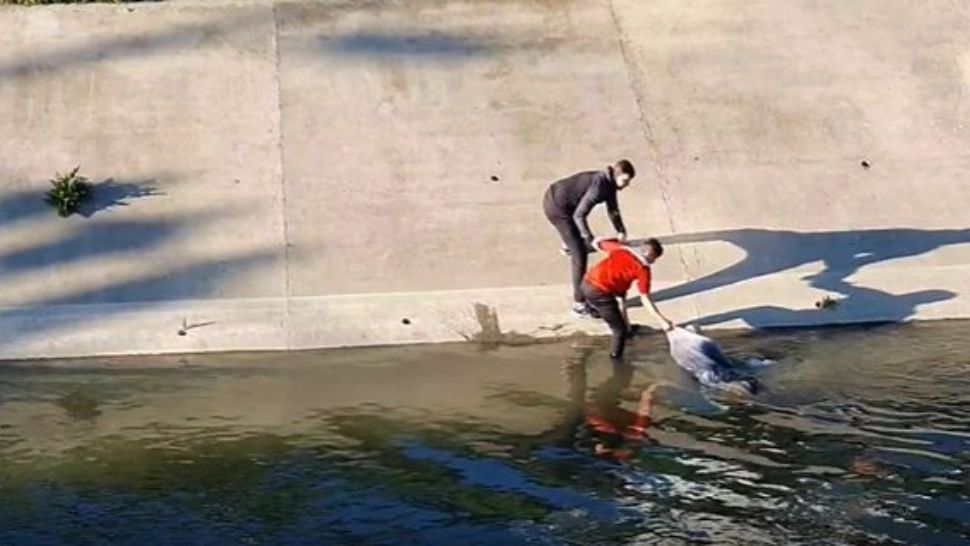 Bătrână salvată de la înec de un grup de tineri, în Iași - Momentul a fost filmat