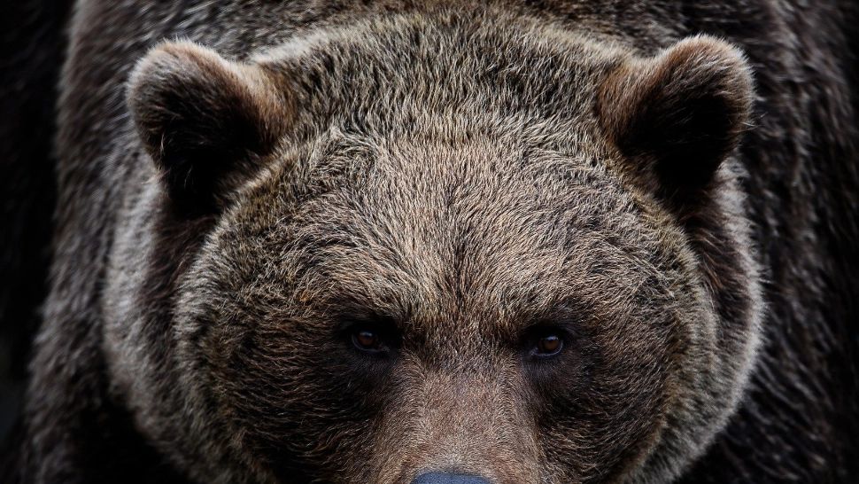 Clipe de groază la o nuntă din Argeș - Un bărbat, la un pas să fie ucis de un urs care a venit nepoftit printre nuntași