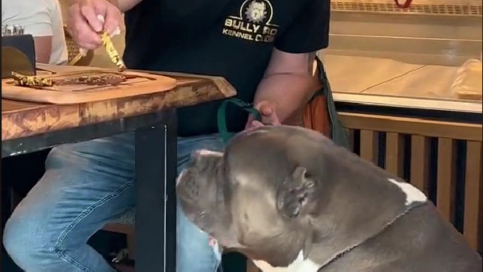 Sfidare maximă a unui om de afaceri din Cluj. Câine hrănit cu o friptură pe care 90% dintre români nu și-o permit 