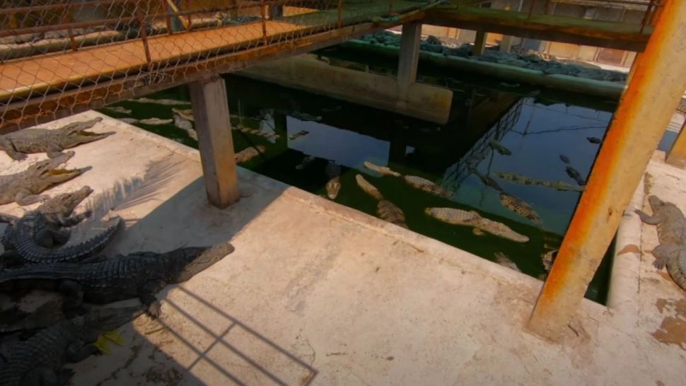 Sfârșit tragic, pentru un îngrijitor: a murit în chinuri după ce a fost devorat de 40 de crocodili VIDEO
