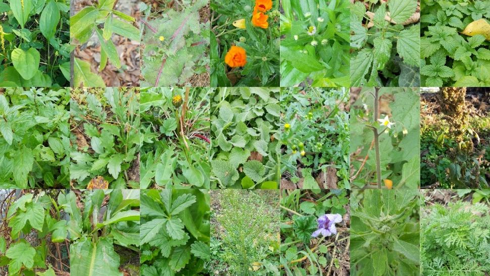 Cum să supraviețuiești doar cu buruieni în caz de urgență sau de dezastru - 13 rețete cu cele mai gustoase