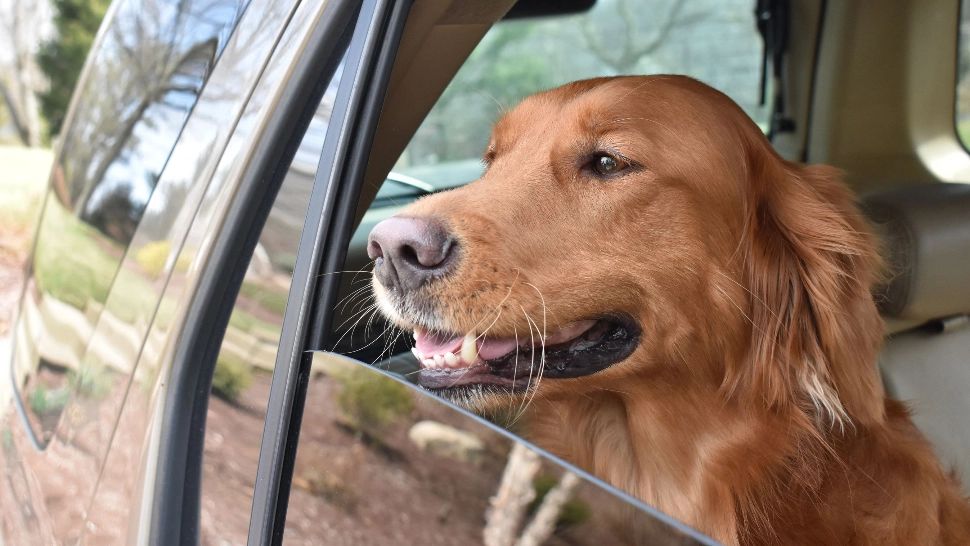 Un șofer băut a schimbat locul de la volan cu cățelul său ca să scape de amendă și arest - Ce au descoperit polițiștii