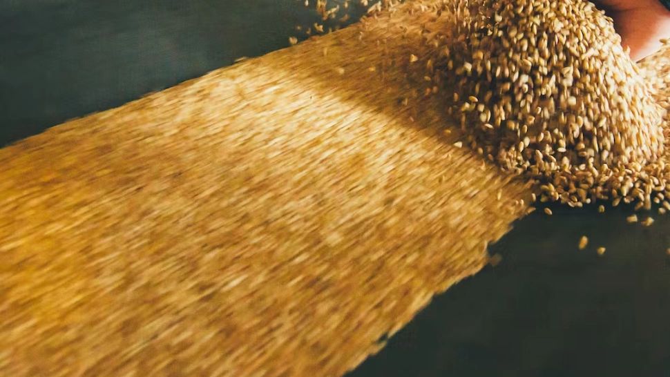 Lovitură grea pentru SUA, după ce au fost detronate de Rusia: Importă GRÂU din Europa - Livrări în creștere în 2023