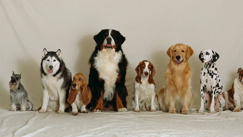 Topul celor mai agresive rase de câini, conform unui studiu. Primele locuri sunt o surpriză totală 