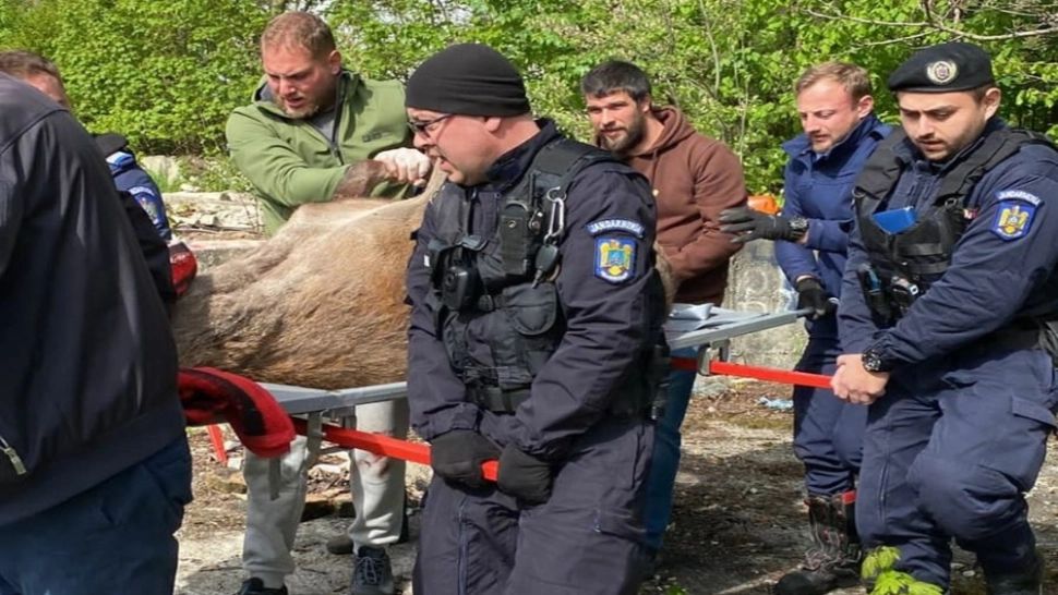 Cerb rătăcit printre blocuri, la Brașov. Mobilizare de urgență a autorităților; Ce s-a întâmplat cu animalul? VIDEO