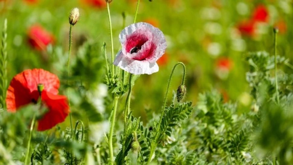 Prognoza meteo pentru luna IUNIE - vreme capricioasă, dar și temperaturi de 31 de grade