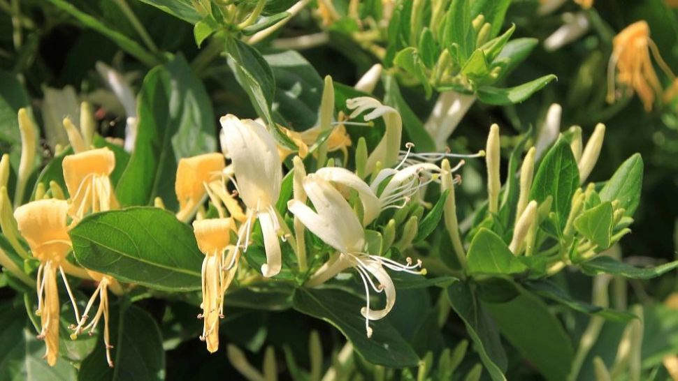 Beneficiile caprifoiului, sau Mâna Maicii Domnului. Tratează o mulţime de afecţiuni: balsam pentru sănătate