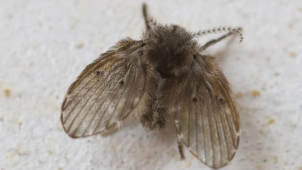 Specie nouă de muscă, pe litoralul românesc - pericol uriaș la malul mării