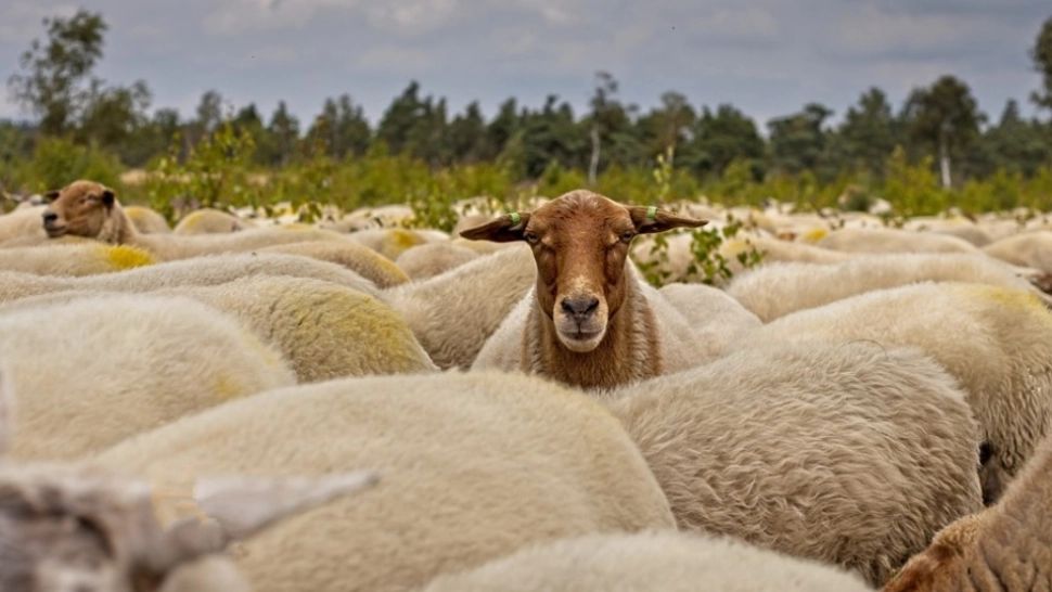 Cum a dispărut o stână întreagă dintr-un sat din județul Galați