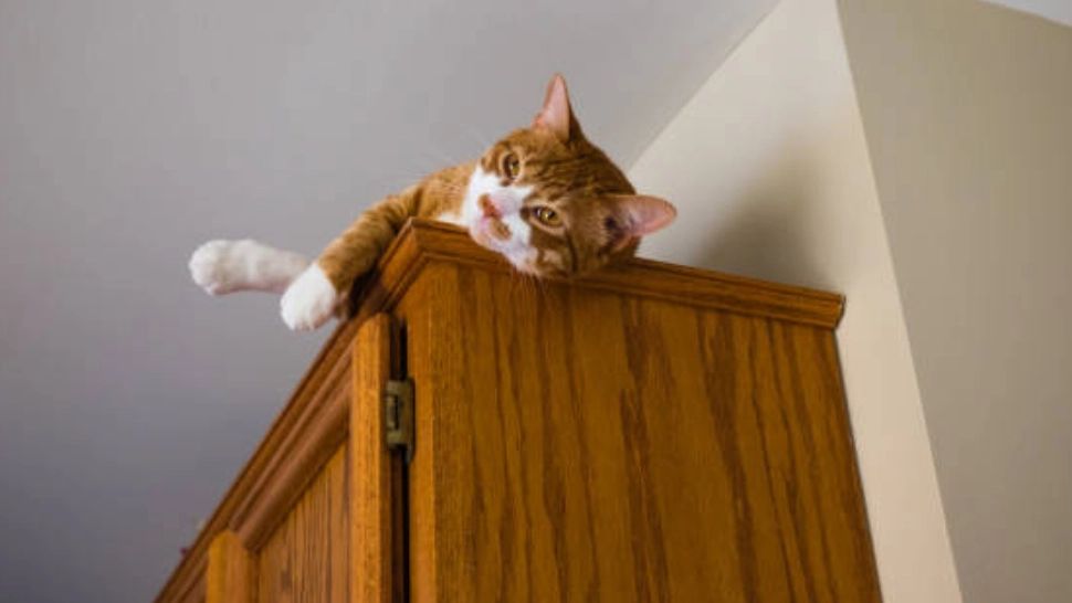 De ce se ascund pisicile în locuri înalte. Motivul nebănuit pentru care găsești felina pe șifonier sau pe cel mai înalt dulap din casă