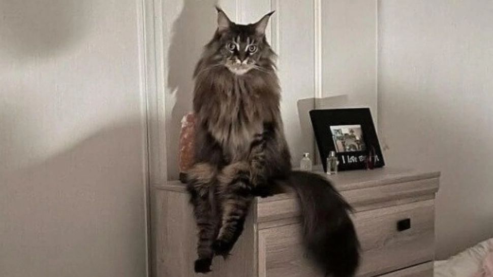 Secretul MORTAL al pisicilor. Ce parazit teribil este purtat de feline?