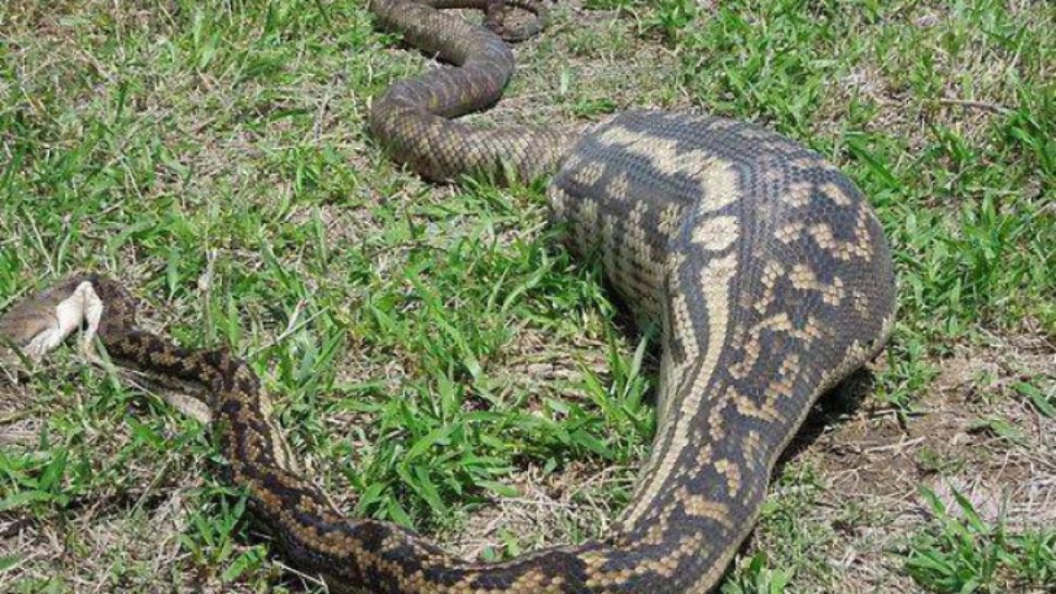 A găsit un piton mort în curte. A despicat reptila şi a aflat cauza: mâncase ceva inimaginabil
