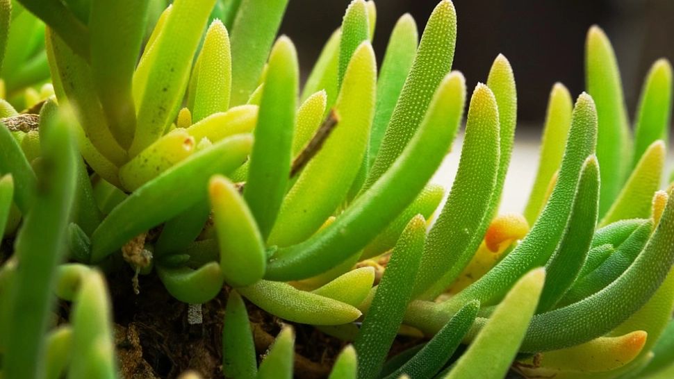 NASA a dat verdictul: 6 plante care te fac sănătos. Aceste minuni verzi filtrează aerul si îl eliberează de compușii organici volatili 