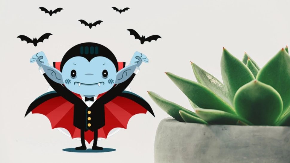 Vampirii energetici. Plantele de apartament de care să te ferești, pentru că te vor lăsa fără vlagă