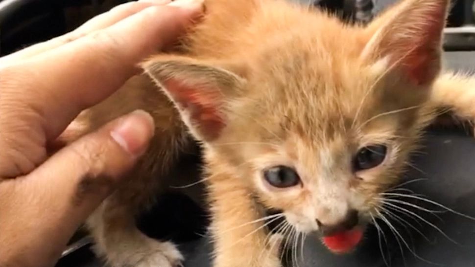 De ce le este cel mai frică PISICILOR? Nu face asta în apropierea lor