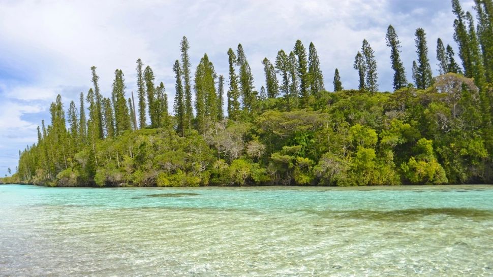 Copacul aceste ne indică întotdeauna ACELAȘI LUCRU. Care este secretul înclinării sale?