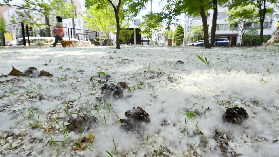 Cum scăpăm de efectele pufului de PLOP, coșmarul celor cu alergii? Greșeala pe care o facem toți