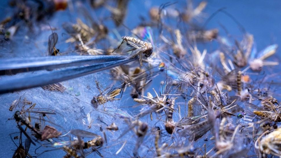 Nu mai scăpăm de căpușe și țânțari! Sunt rezultatul modului nostru de viață - STUDIU