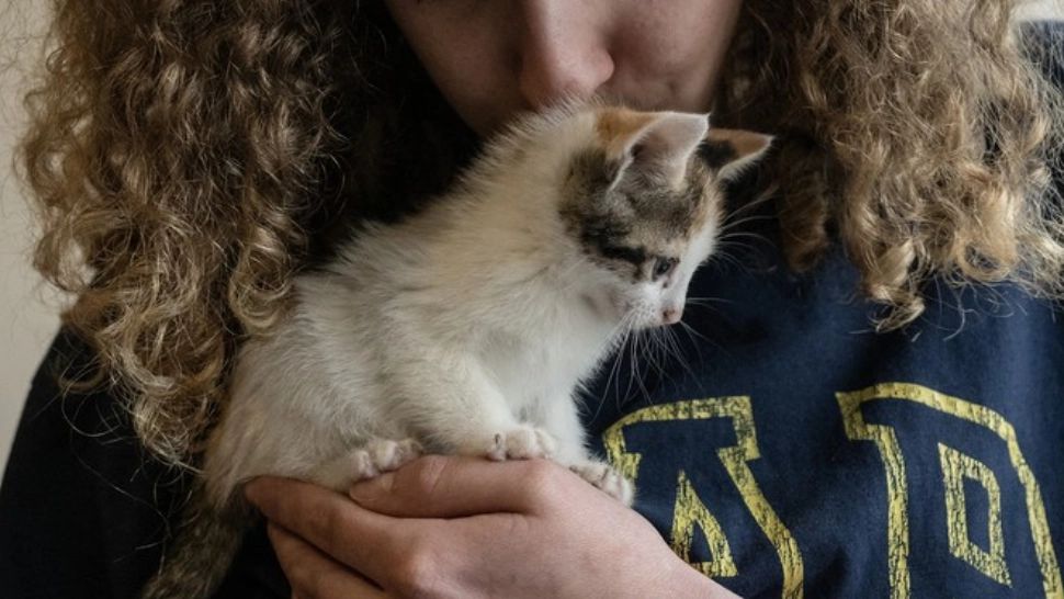 De ce torc, de fapt, pisicile? Crezi că se simt la fel de bine ca și stăpânul