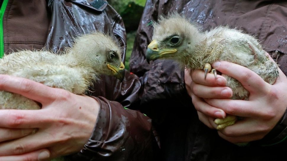 De ce nu trebuie să duceți acasă pui de păsări căzuți din cuiburi. Cum îi ferim, totuși, de pisici?