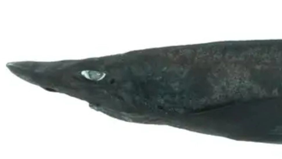 Faceți cunoștință cu rechinul demon, o nouă specie cu ochi albi fantomatici, descoperită în largul coastei Australiei