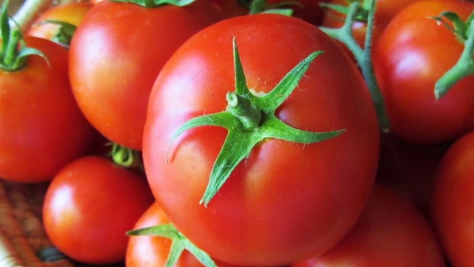 România, campioană europeană la importul de roșii din Turcia, deși au avut cel mai ridicat nivel de pesticide. Situație halucinantă